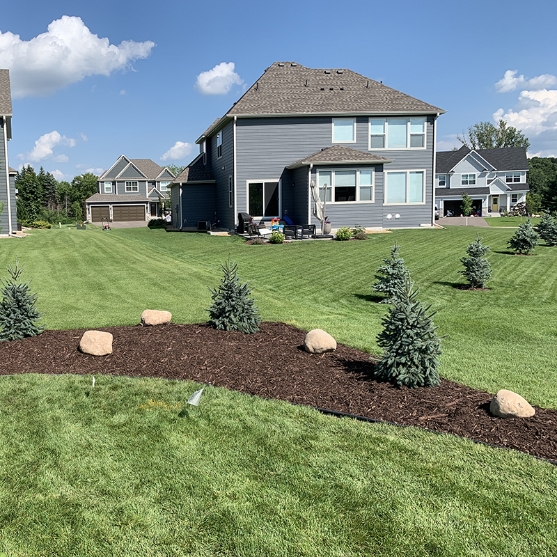 Lawn-Maintenance-3 Large freshly mowed yard with pine trees planted throughout