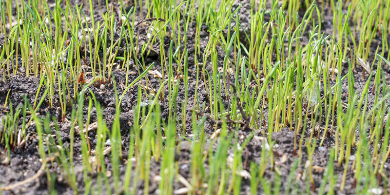 Lawn-Seeding-Services-Signature-Lawns Close up of grass grown from seed
